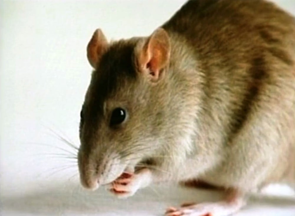 Hantavírus o que é a doença