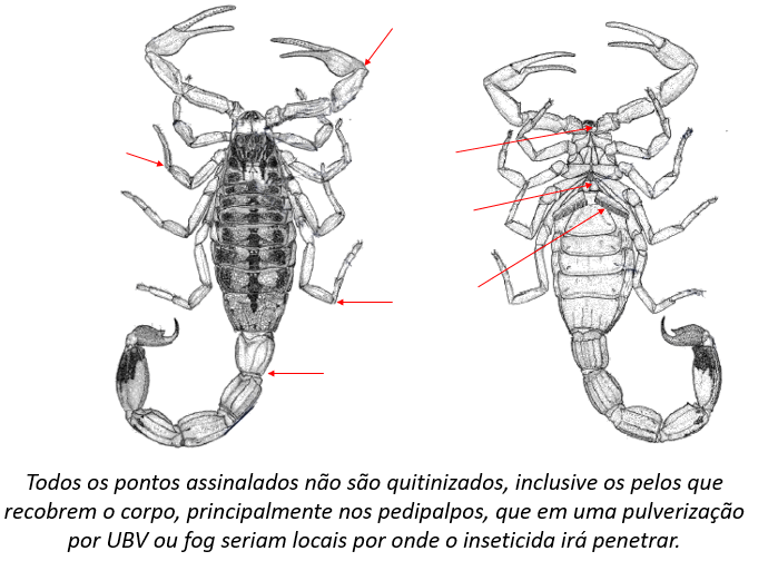 escorpiao 2 - Pragas e Eventos