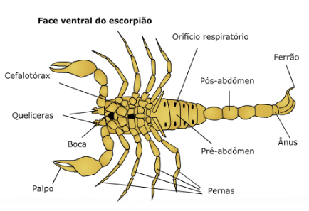 escorpiao 3 - Pragas e Eventos